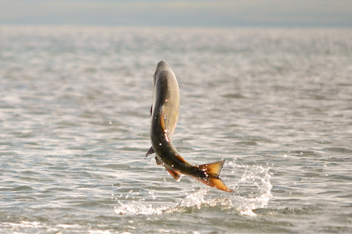 Alaska's chum salmon harvest almost 25 million fish National Fisherman