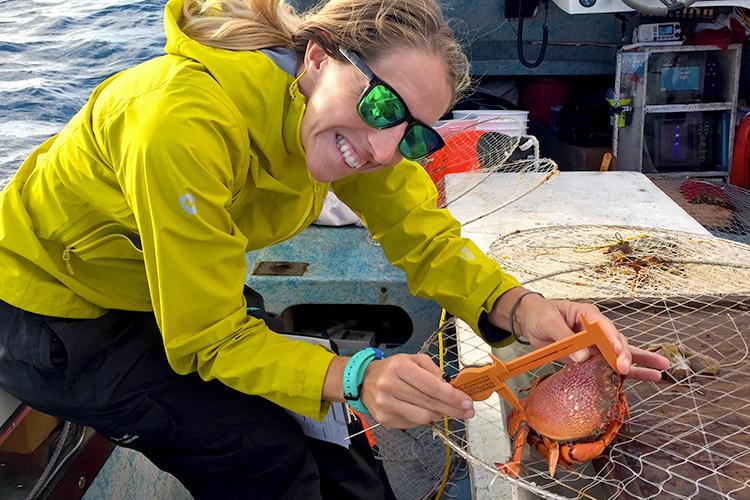 Hawaii researchers study Kona crab release mortality National Fisherman