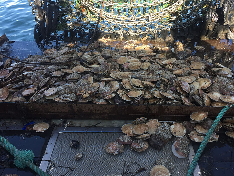 Atlantic scallop haul tops 60 million pounds National Fisherman