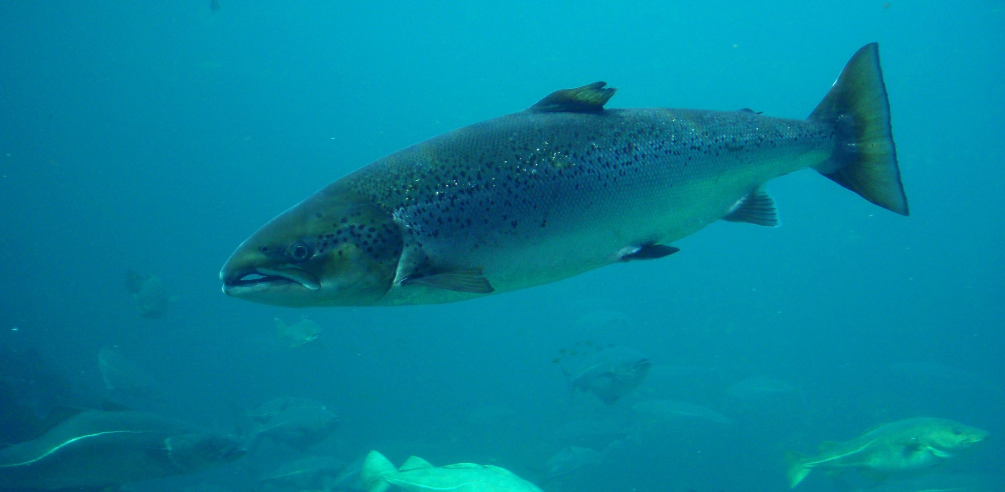 Japanese researchers hail new miracle product dried salmon sperm