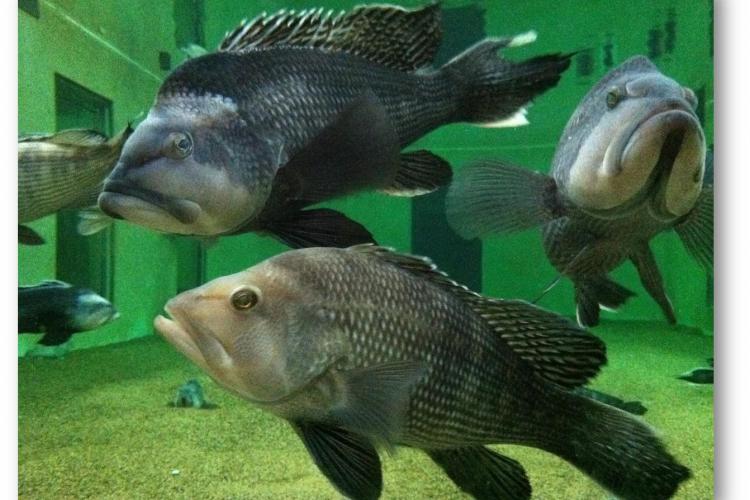 NOAA scientists study how offshore wind construction noise may affect