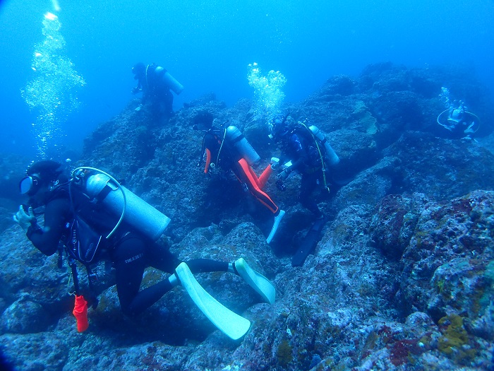 研修ダイビング＠神子元島！ 横浜ダイビングショップ【トリトン】