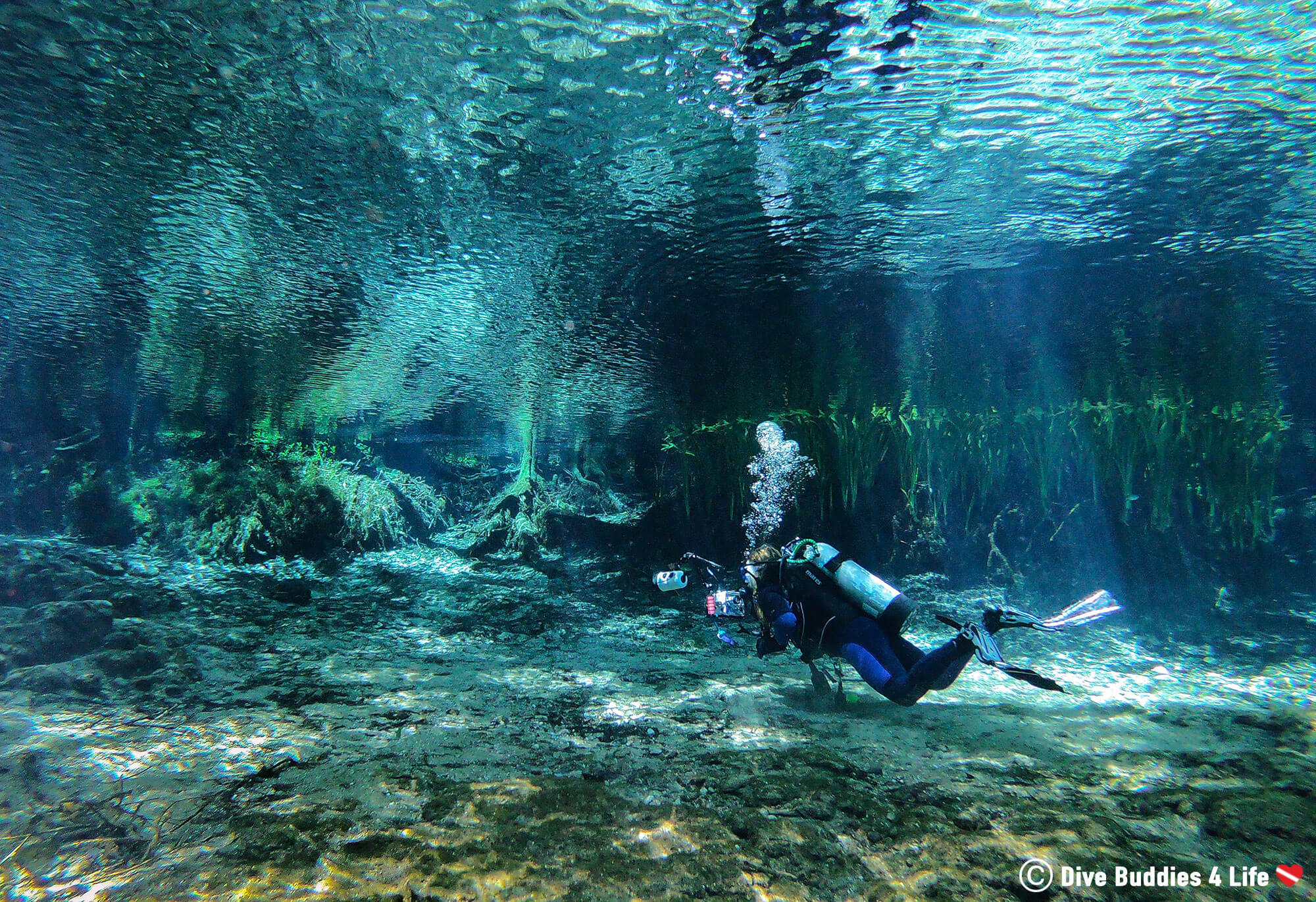 Diving into Ginnie and Devils Spring Dive Buddies 4 Life