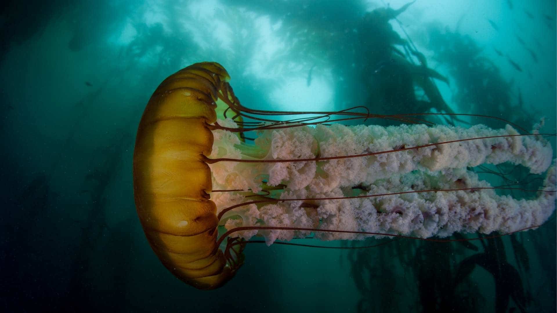 Cold Water Dving 7 Reasons Why You Should Try It Dive California