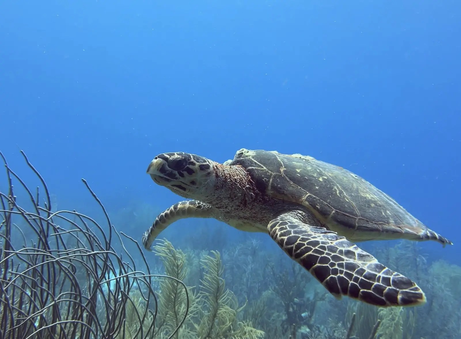 The 6 Best Diving spots in Bonaire in our experience!