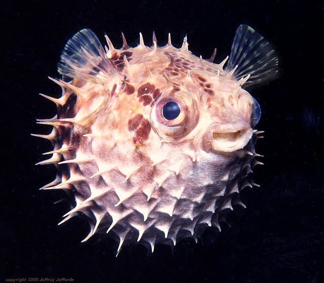 porcupinefish, Cyclichthys orbicularis