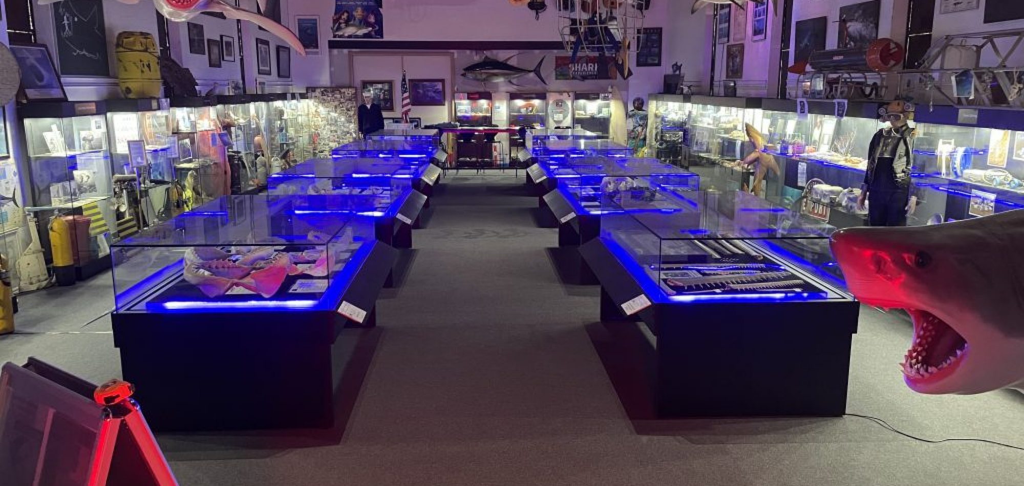 Rodney Fox Shark Museum and Learning Centre (Opens 14th July 2022