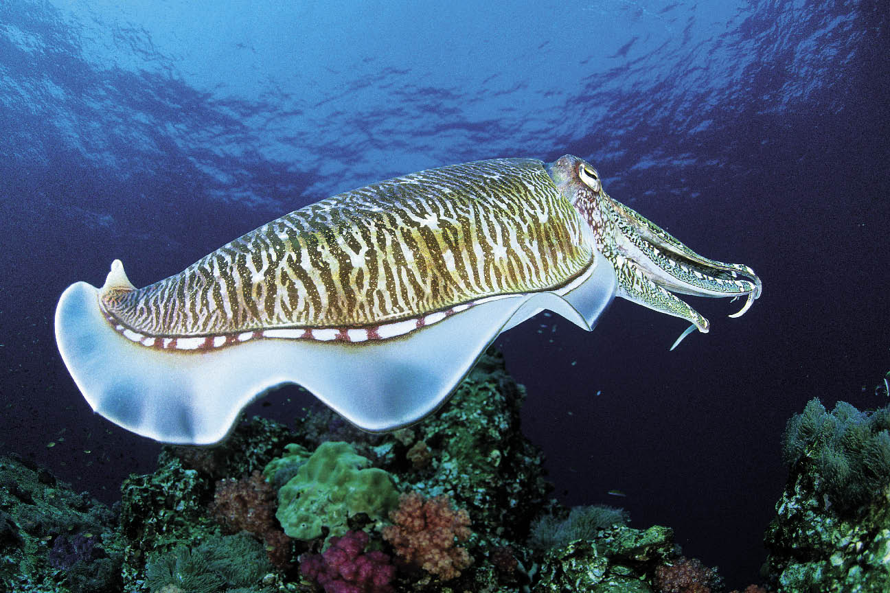 Cephalopods diving with squid, octopus & cuttlefish DIVE Magazine