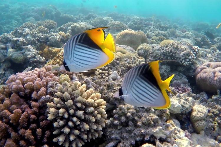 Fish Quiz Test Your Species Recognition Skills DIVE Magazine