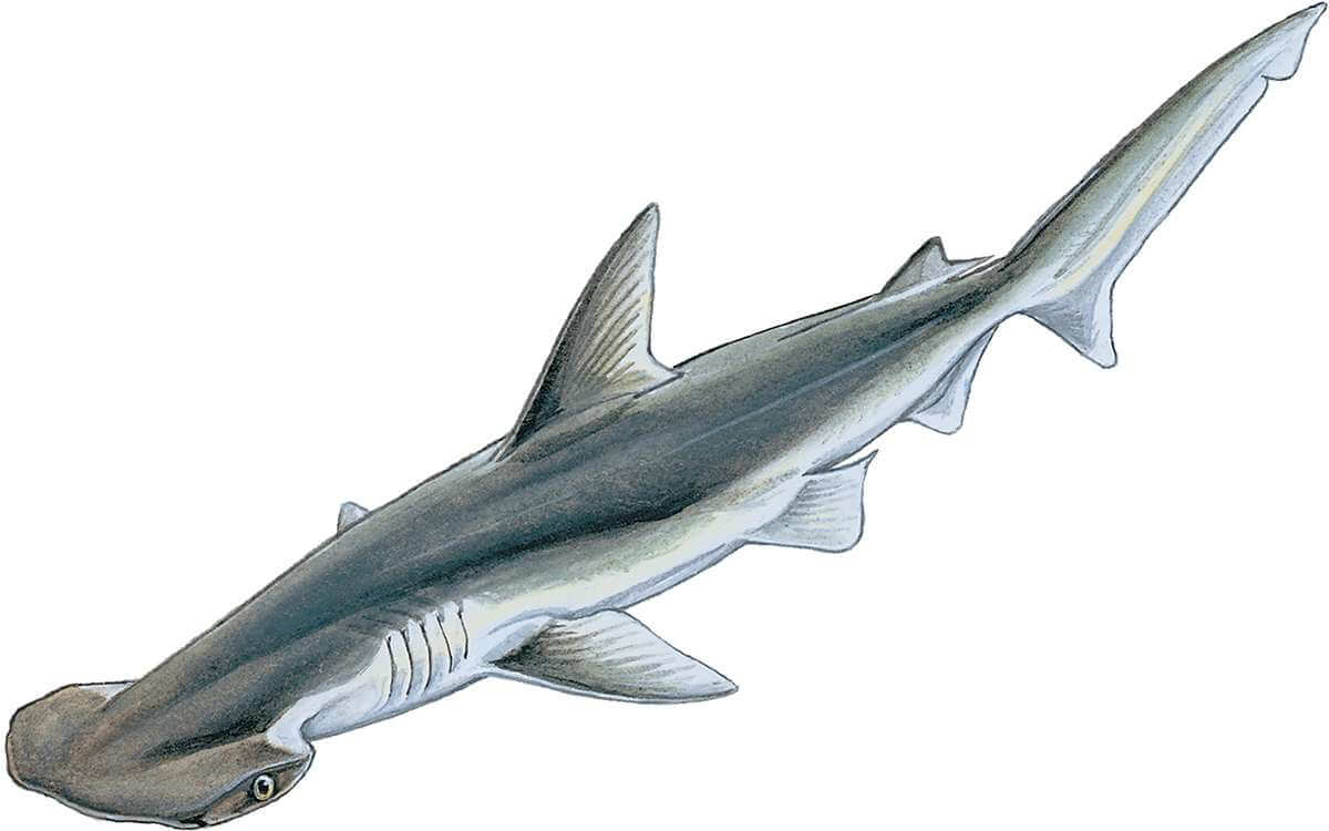 Shark Vs Hammerhead