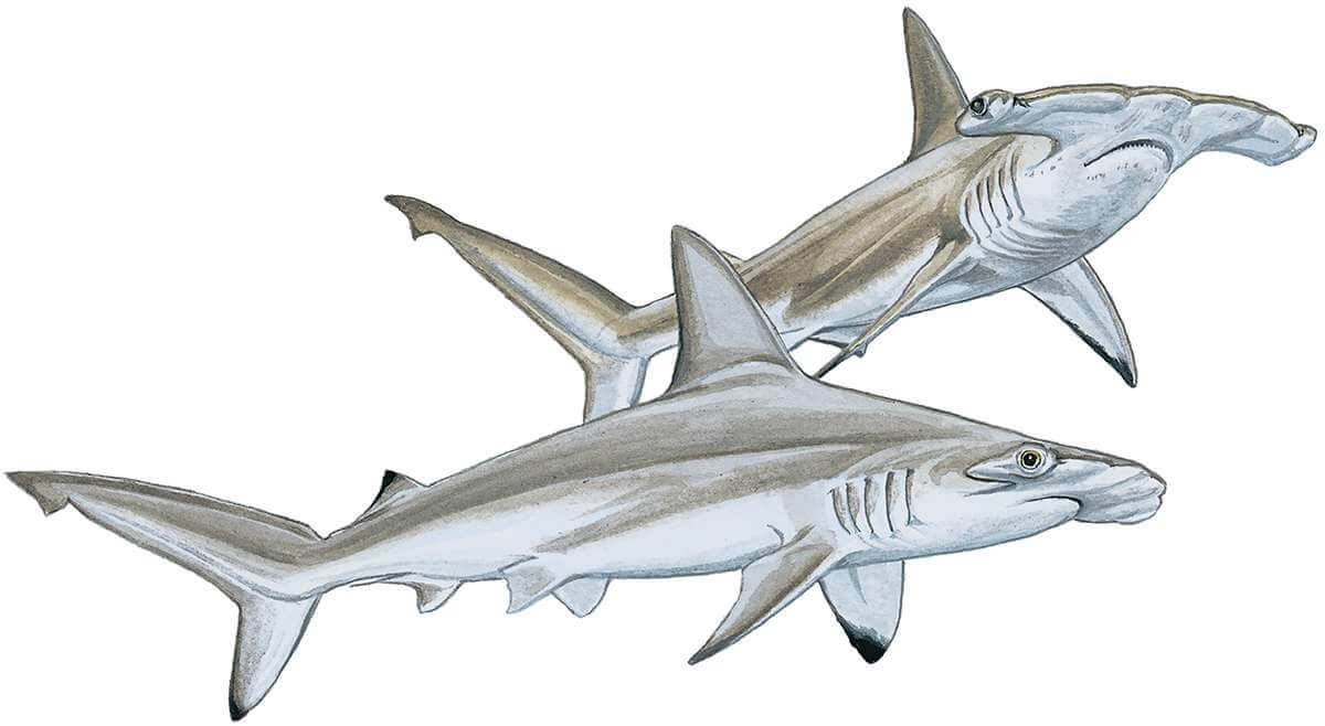 Shark Vs Hammerhead