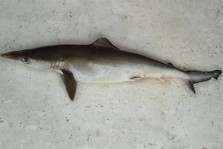 Brazil sharks test positive for cocaine DIVE Magazine