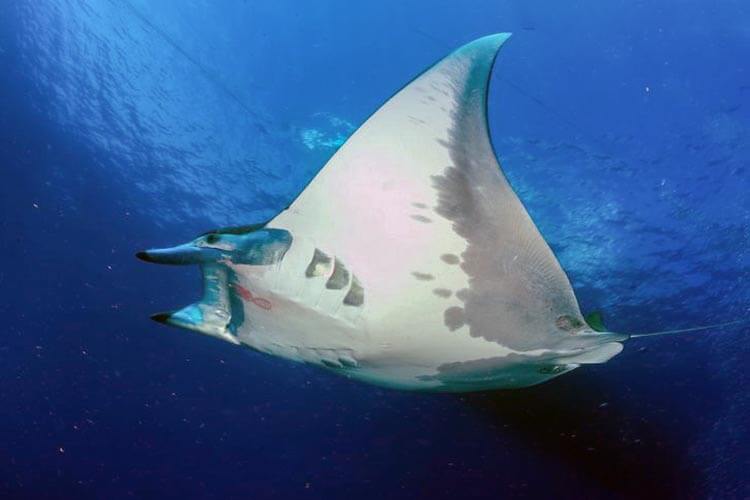 Endangered sicklefin devil ray found off the US Atlantic coast DIVE