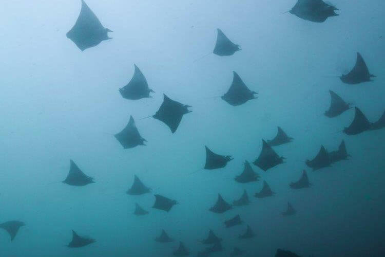 Devil Ray Conservation Dive launched at Aliwal Shoal DIVE Magazine