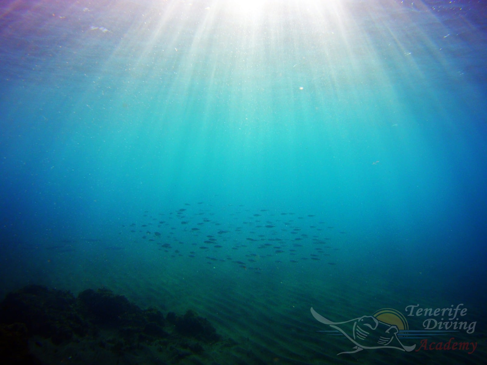 PADI Digital Underwater Photography Specialty by Jason and Cameron