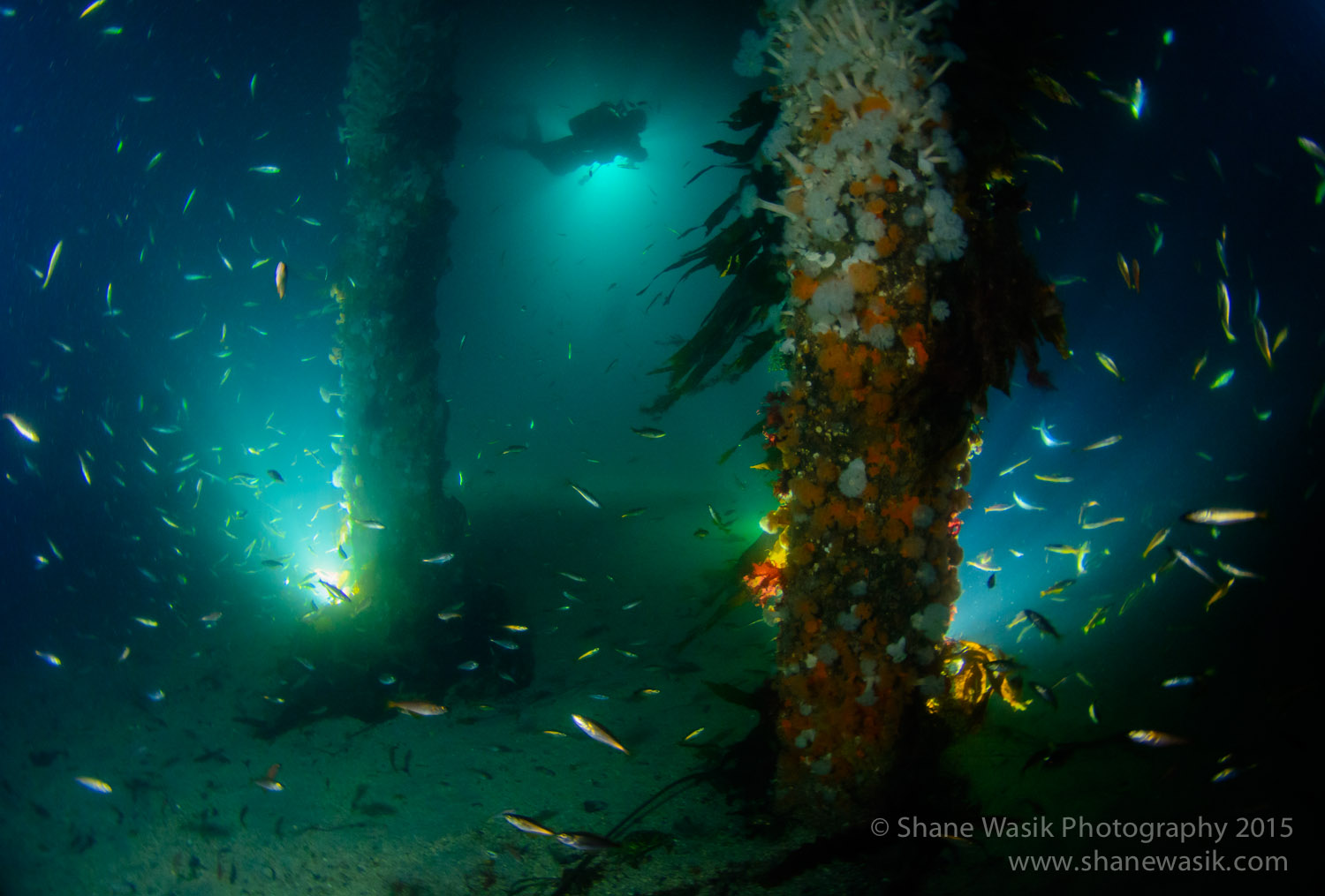 BlackWater & Floodlight Night Diving