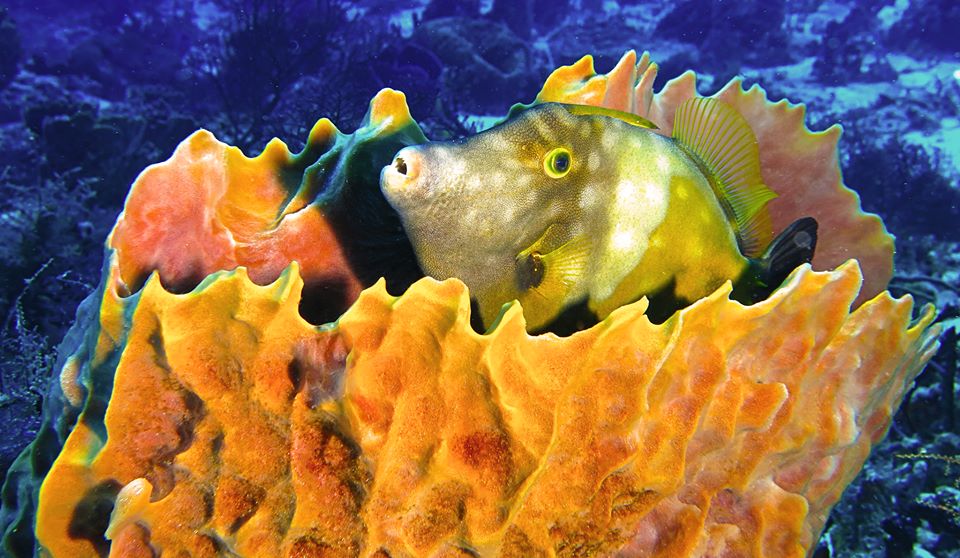 American Whitespotted Filefish in Cozumel Reefs Dive Paradise