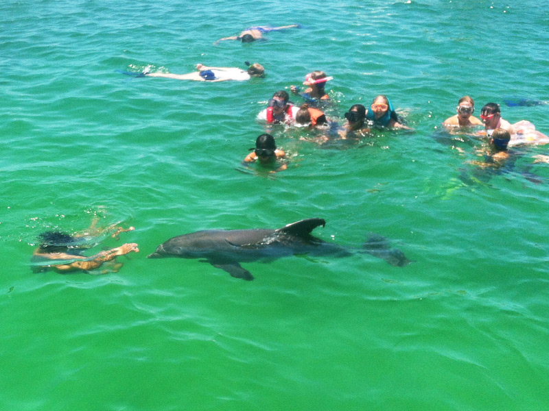 Panama City Beach Dolphin Tour Gallery Scuba Dive Panama City Beach
