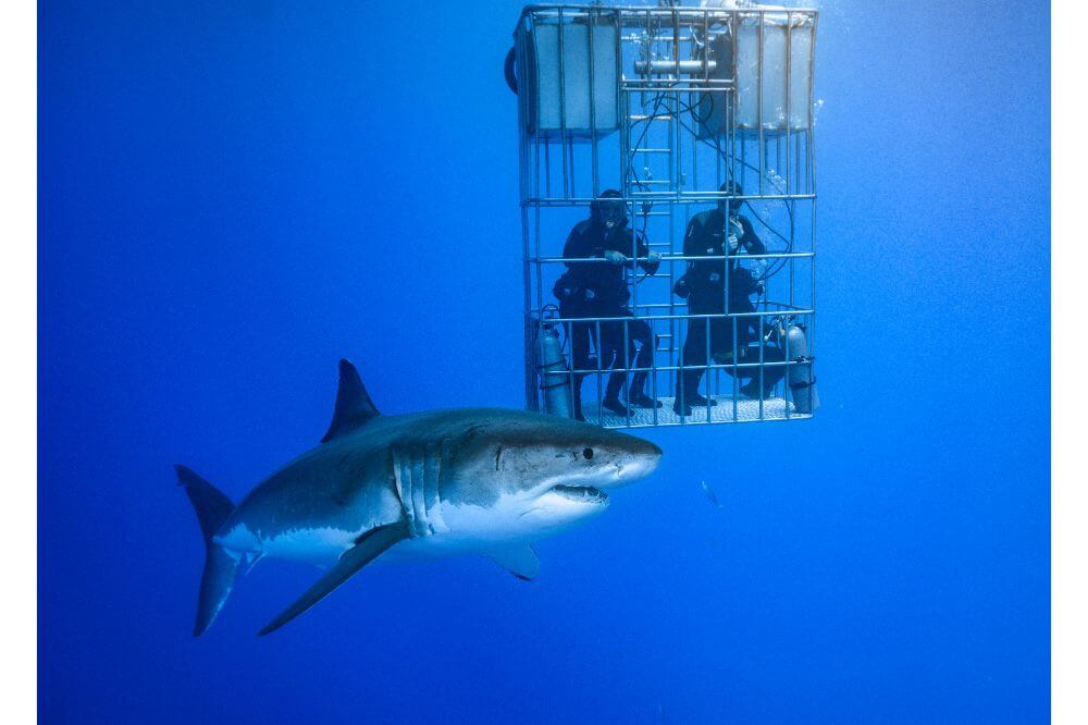 Shark Cage Diving Locations & The Basics Diver Below