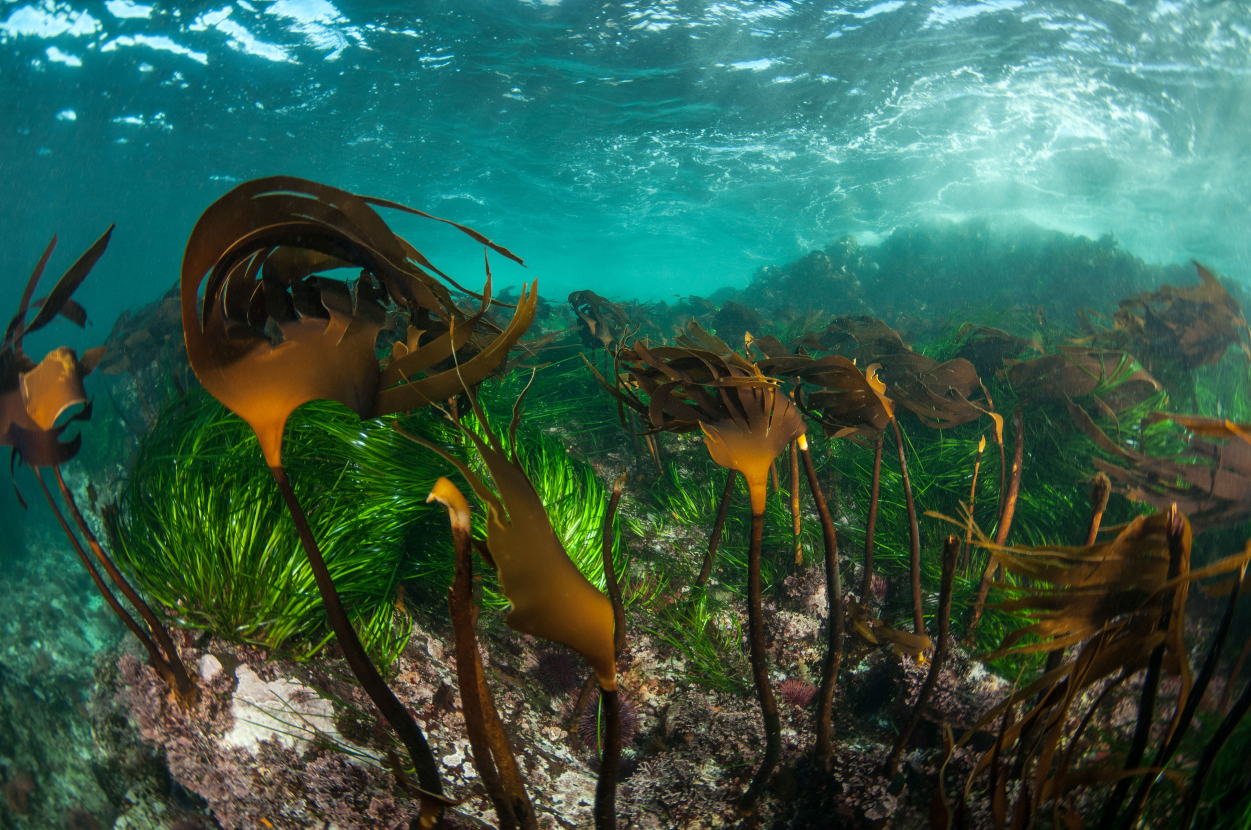 2 great lenses for underwater photography DIVER magazine