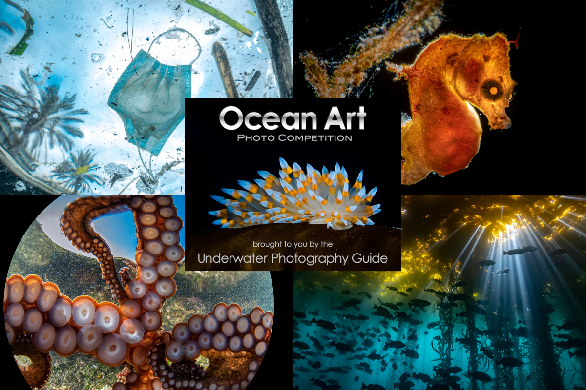 2021 Ocean Art Underwater Photo Competition Announced DIVER magazine