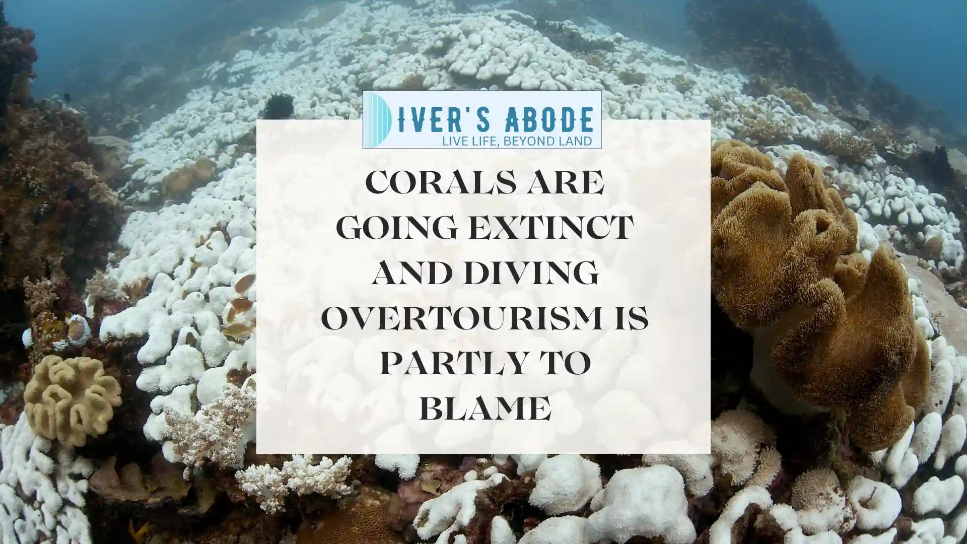 8 Proven Methods To Get Rid Of Blocked Ears After Scuba Diving