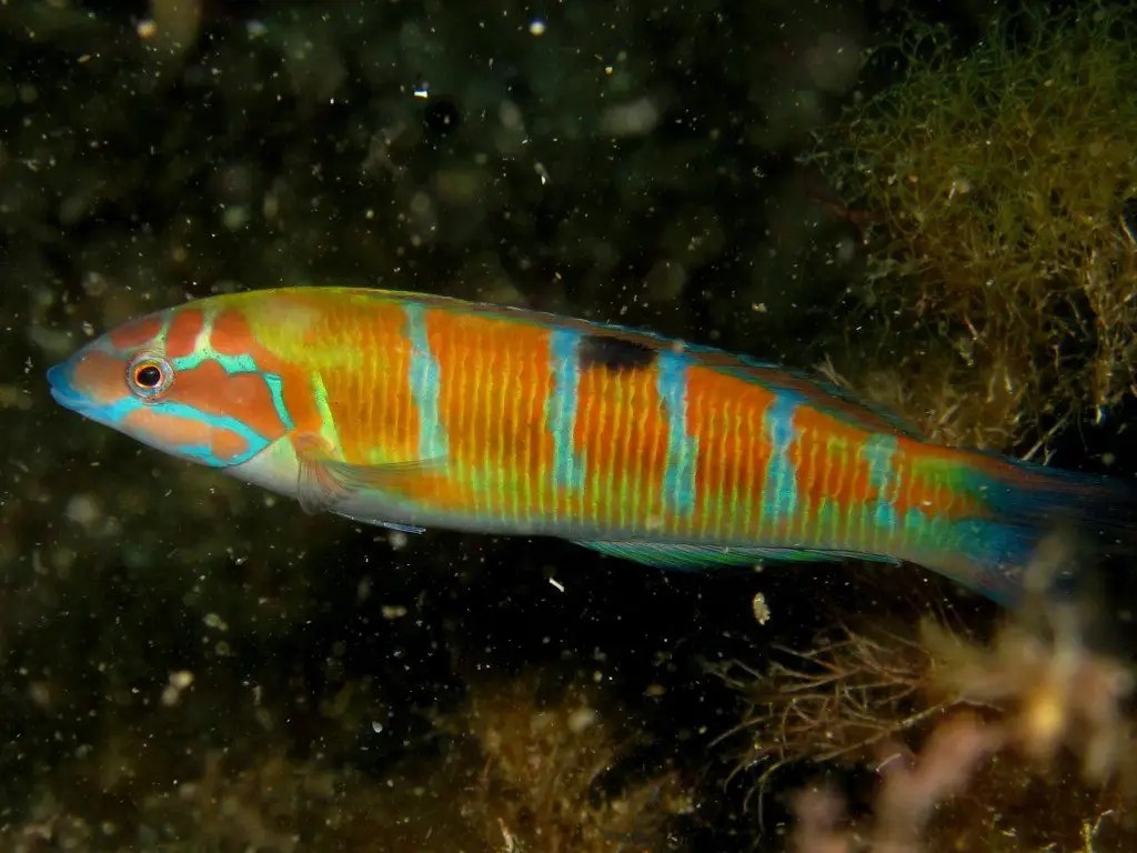 Malta Sea Life Discover the Fish of Malta 1 Divers Code