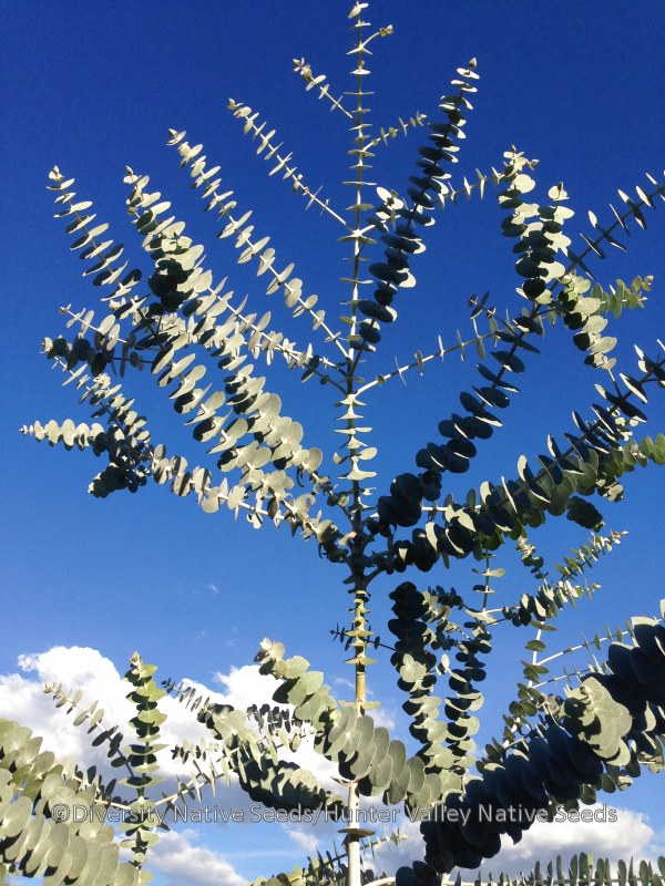 Eucalyptus pulverulenta. silverleaved mountain gum Diversity Native