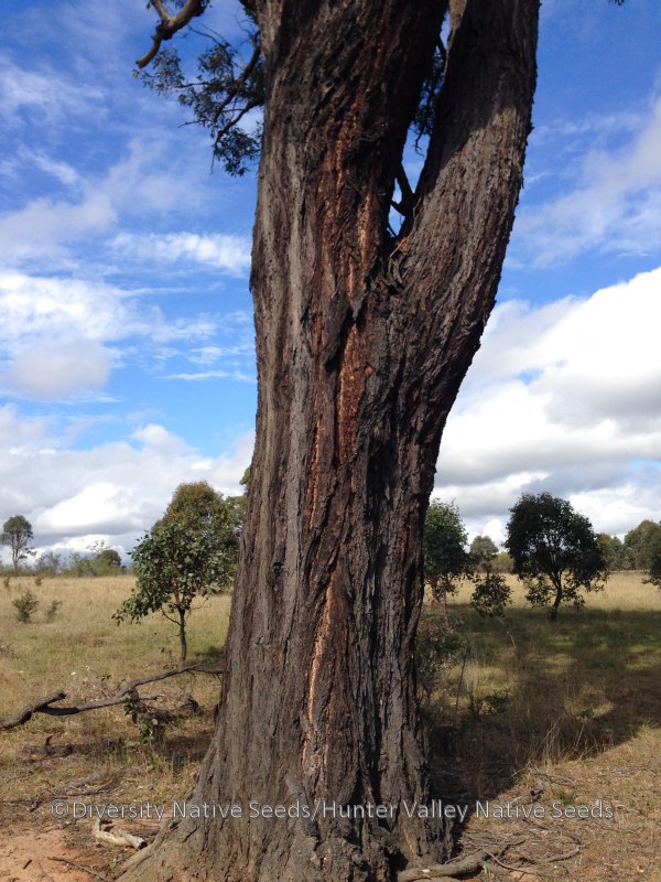 Eucalyptus fibrosa. broadleaved ironbark Diversity Native Seeds