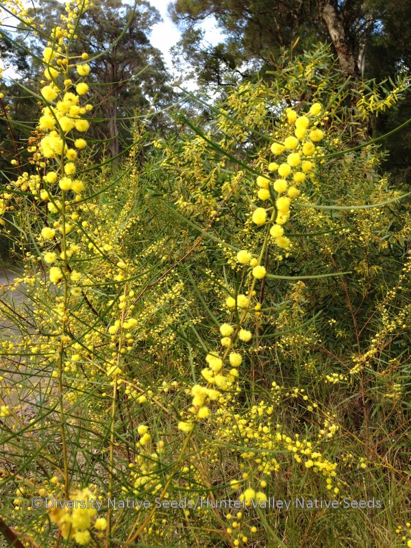 Acacia elongata. swamp wattle Diversity Native Seeds