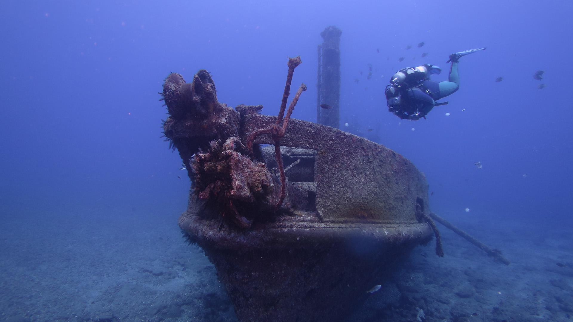 The best St Helena Diving and marine experience in the South Atlantic