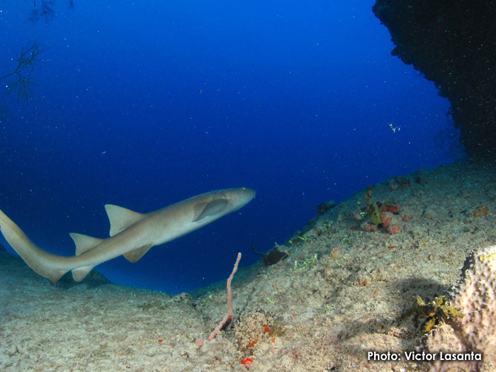 The Dive Shop Puerto Rico