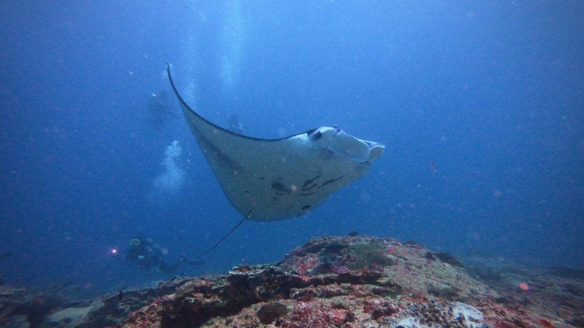 Diving Manta Point Nusa Penida, Bali Manta Ray and Mola Mola