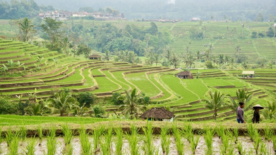 Jatiluwih Rice Terraces Bali travel guide