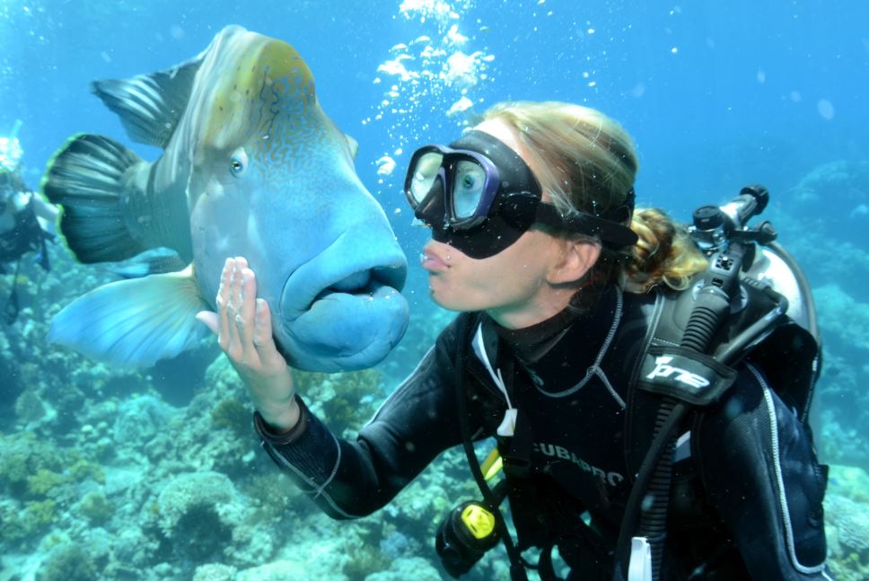 Norman Reef dive trips