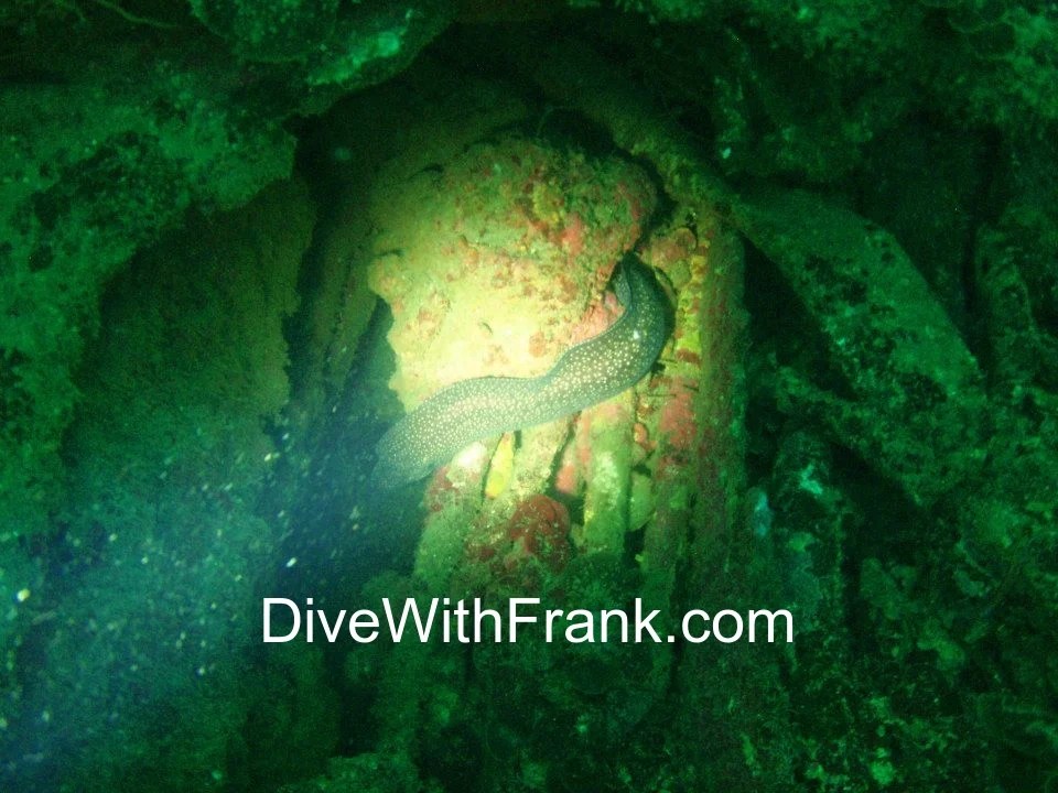 August 2021 North Carolina Wreck and Megalodon Shark Tooth Trip Dive