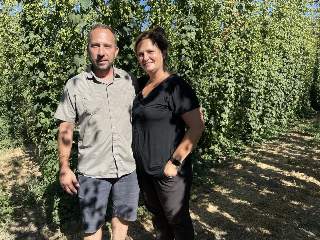Hollister Hop Yard supplies fresh aromatic wet hops to beer makers