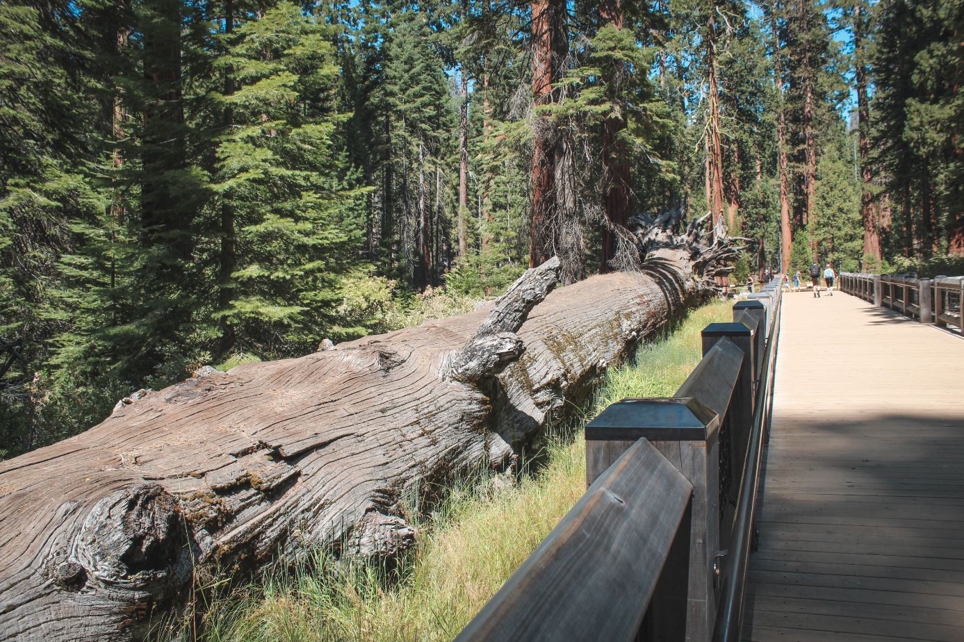 The Fallen Monarch en Mariposa Grove