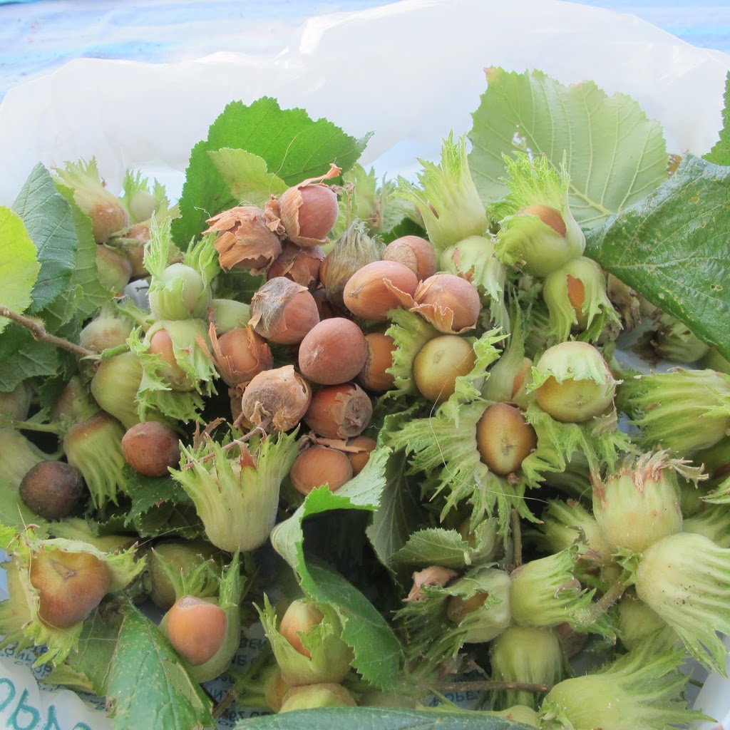 Simple Pleasures Fresh Hazelnuts Divina Cucina