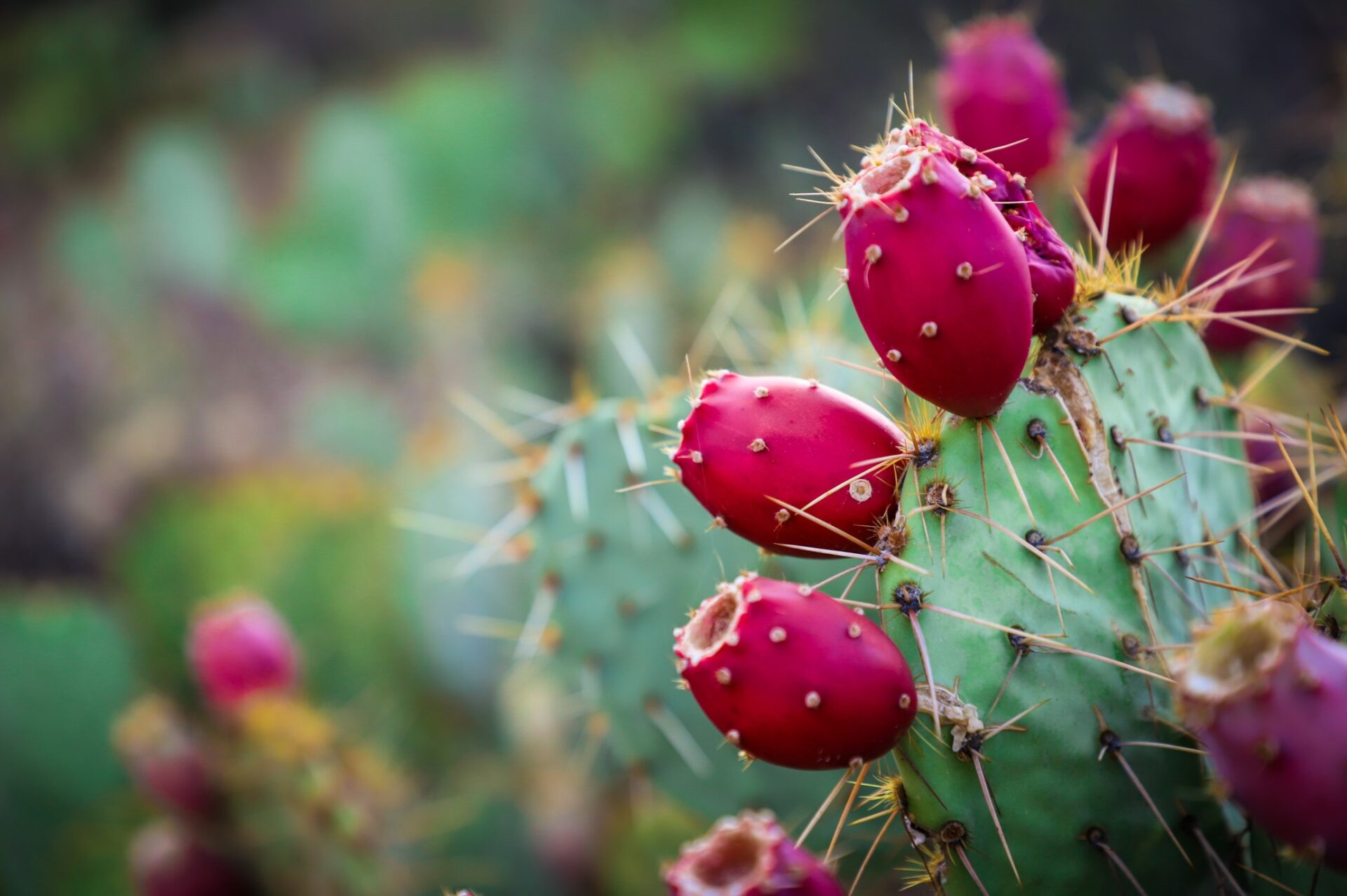 5 Reasons Why Cactus Water is the New Super Drink DIVINE