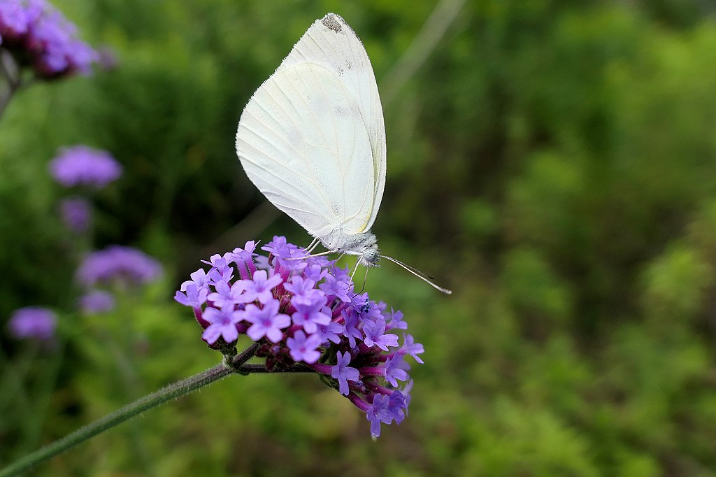 White Butterfly Meaning Spiritual Secrets [Updated 2023]