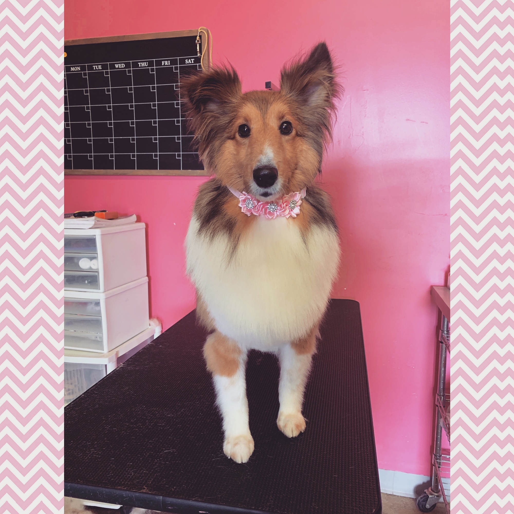 Divine Canine Grooming&board Angel Fires Most Luxurious Pet Salon