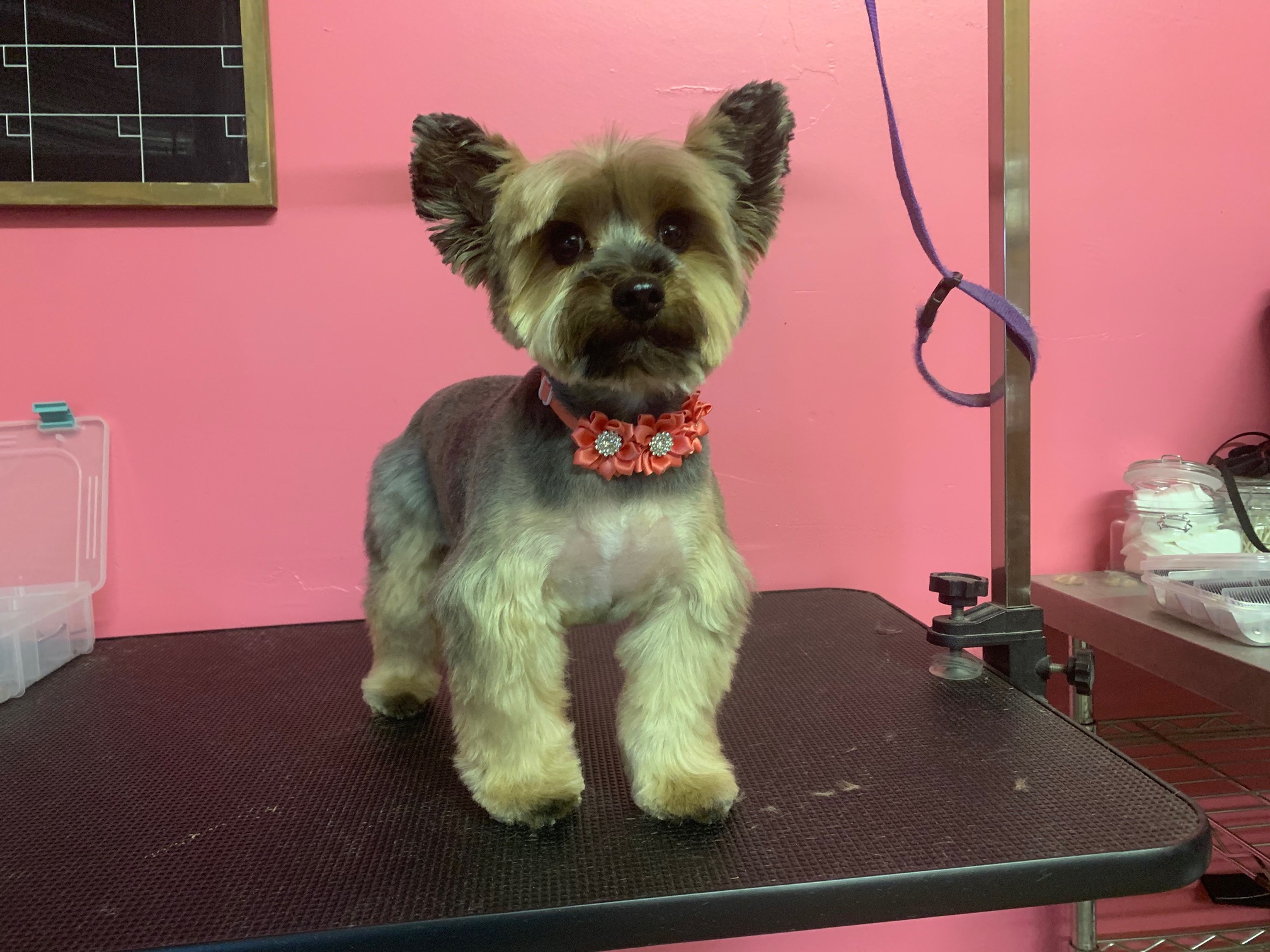 Divine Canine Grooming&board Angel Fires Most Luxurious Pet Salon