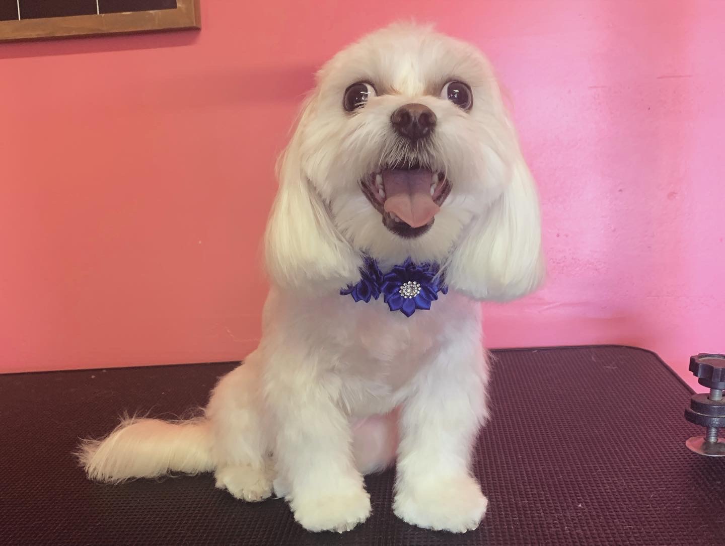 Divine Canine Grooming&board Angel Fires Most Luxurious Pet Salon