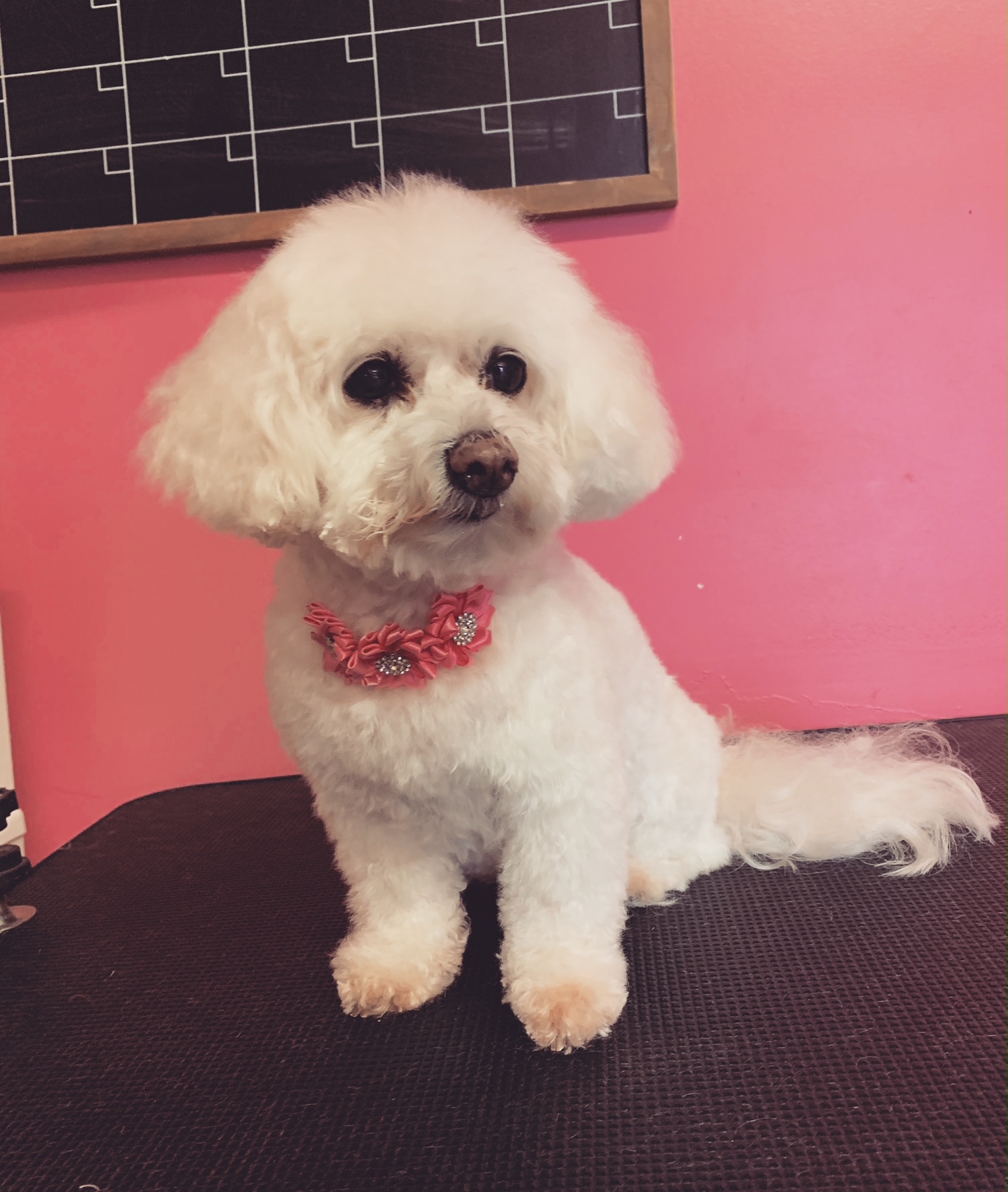 Divine Canine Grooming&board Angel Fires Most Luxurious Pet Salon