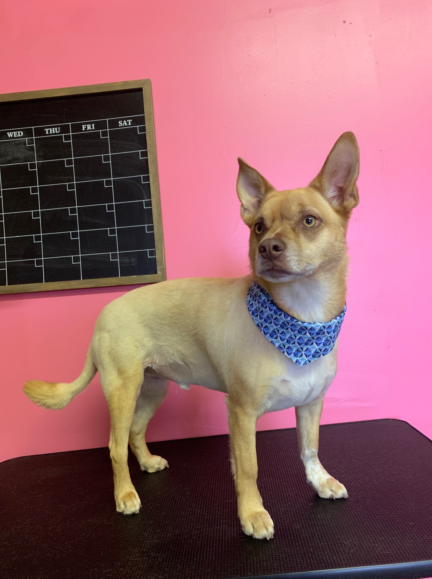 Divine Canine Grooming&board Angel Fires Most Luxurious Pet Salon