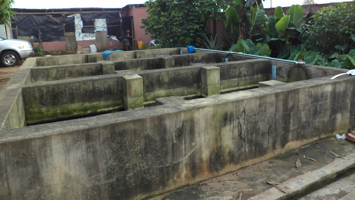 Catfish farming business Divine Fish Blog