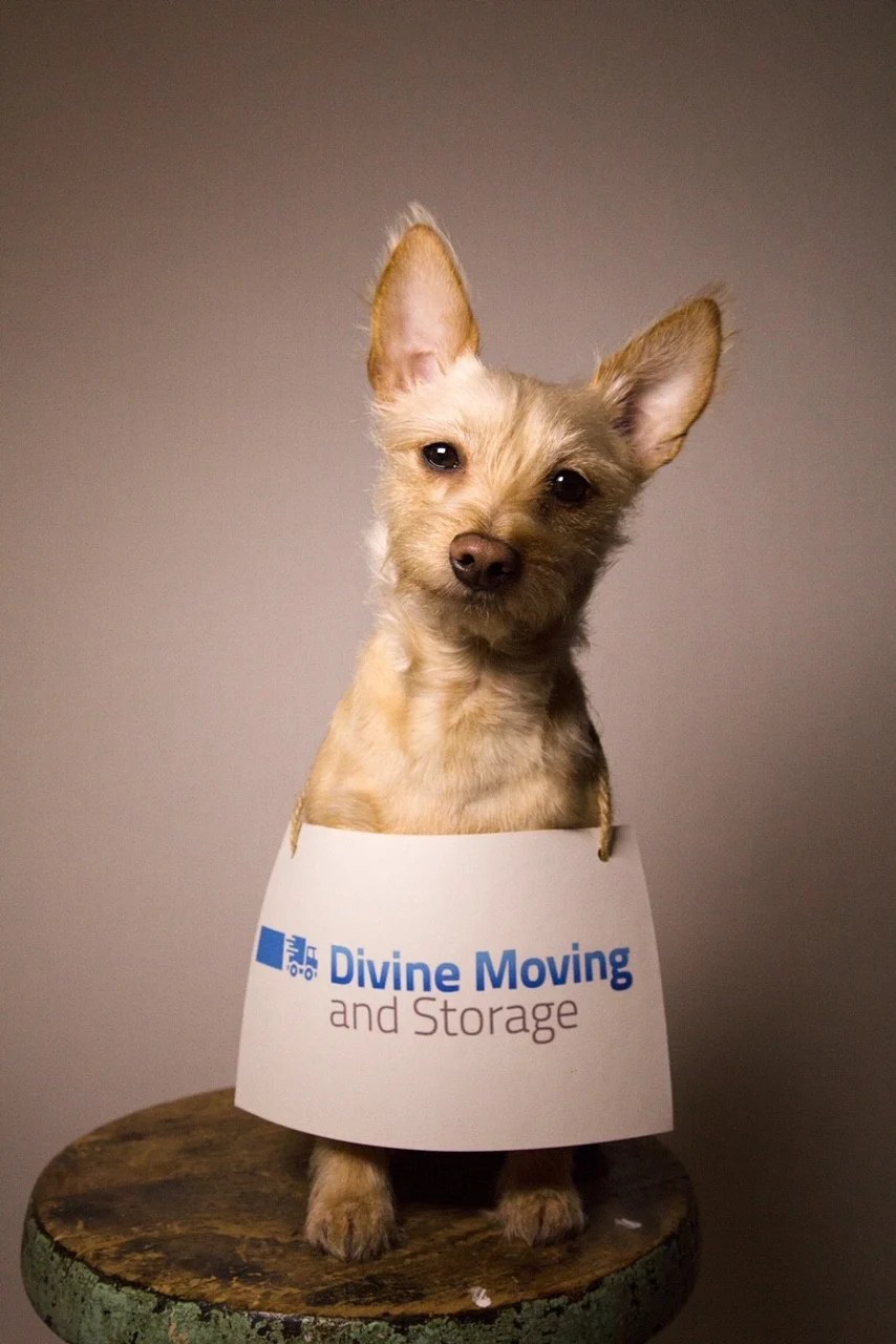 The Best Dog Parks for New NYC Residents Divine Moving and Storage