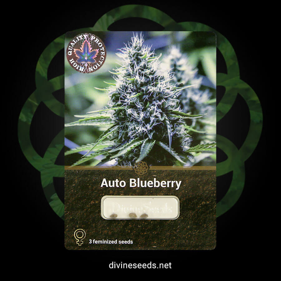 Auto Blueberry Divine Seeds breeding company