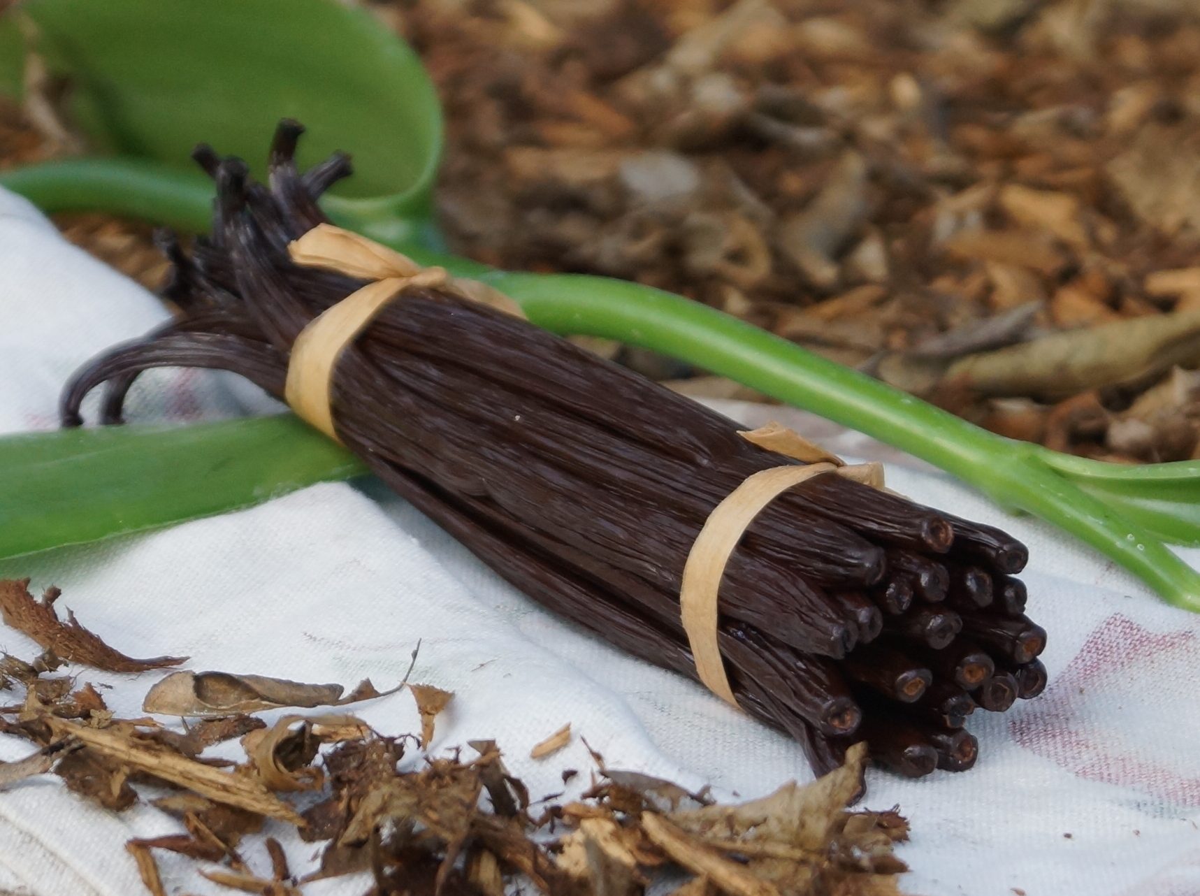 A grade vanilla beans Scrumptious and full flavoured Australian grown